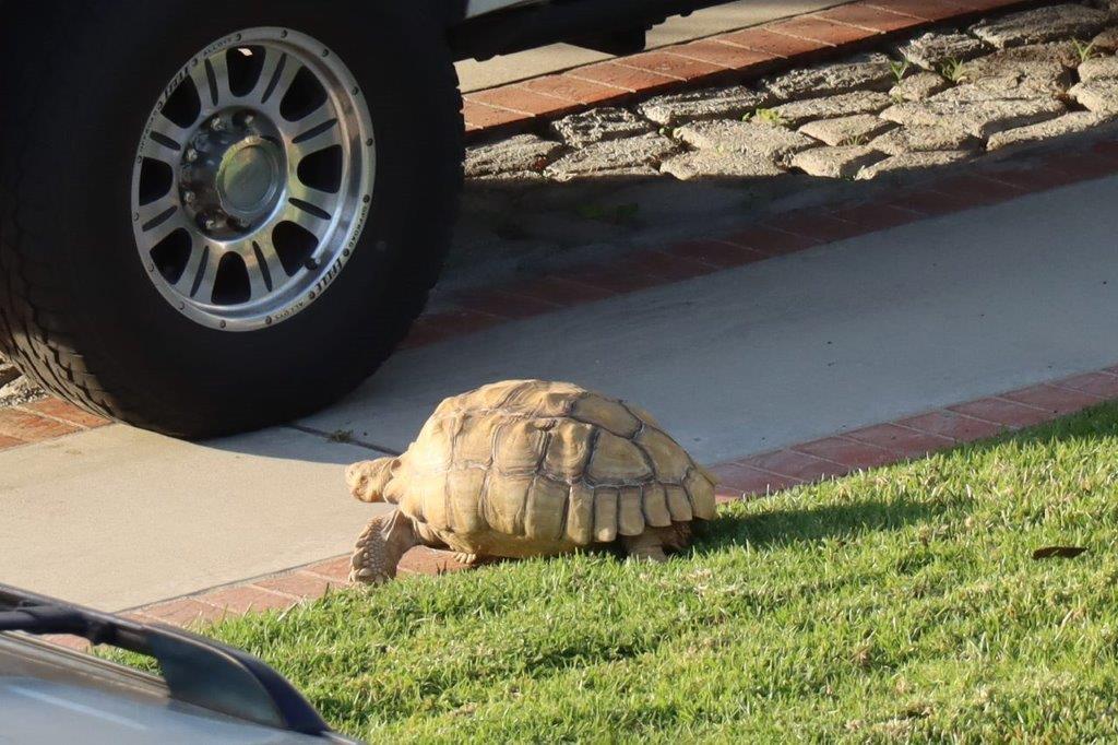 A turtle walking on the grass

Description automatically generated