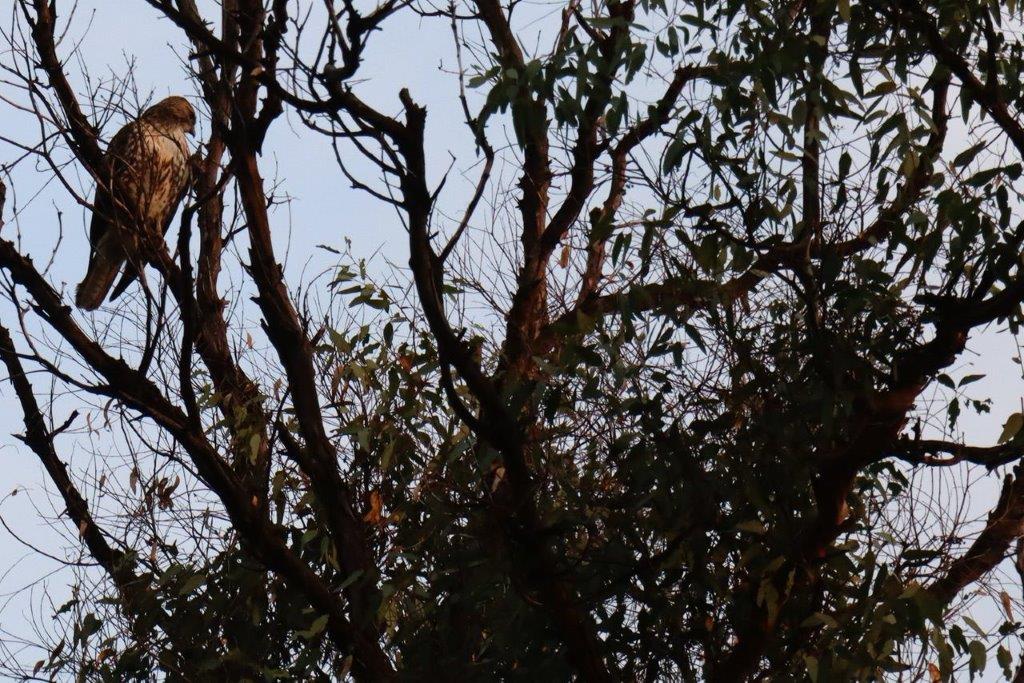 A bird perched on a tree branch

Description automatically generated