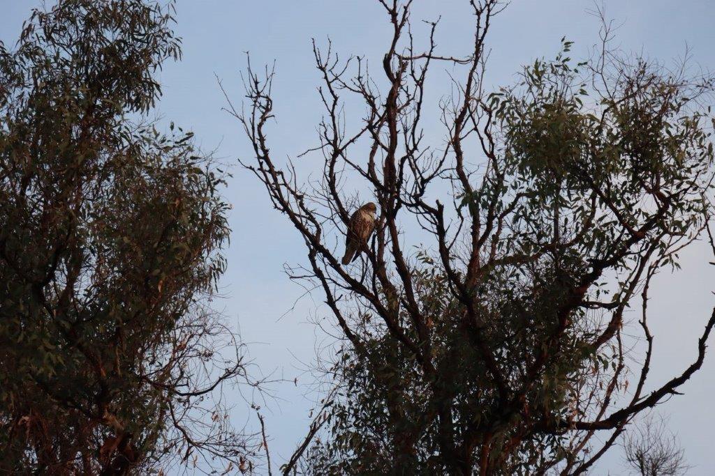 A bird sitting on a tree branch

Description automatically generated