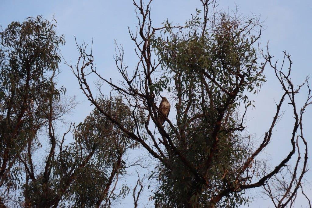 A bird sitting in a tree

Description automatically generated