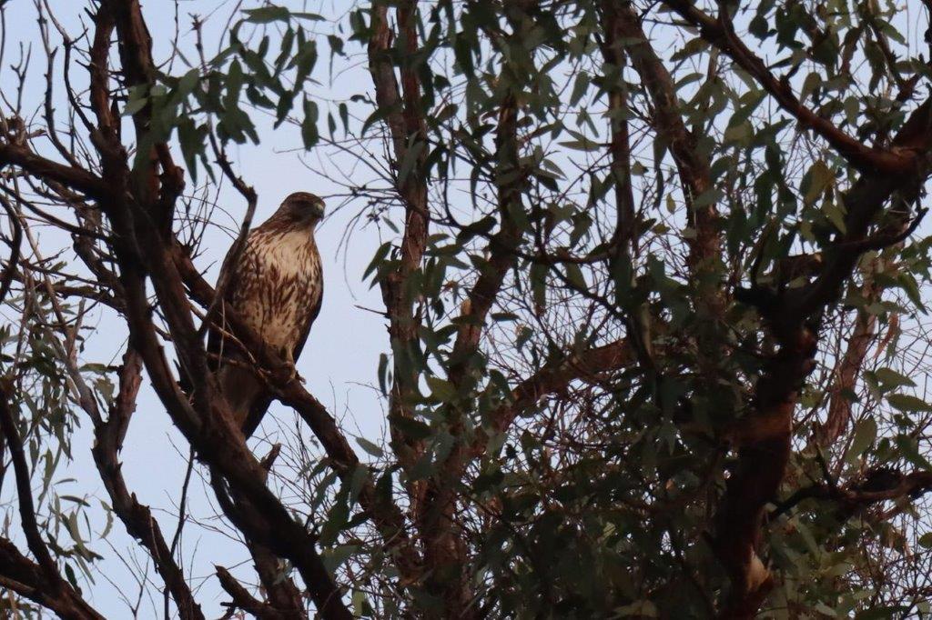 A bird sitting in a tree

Description automatically generated