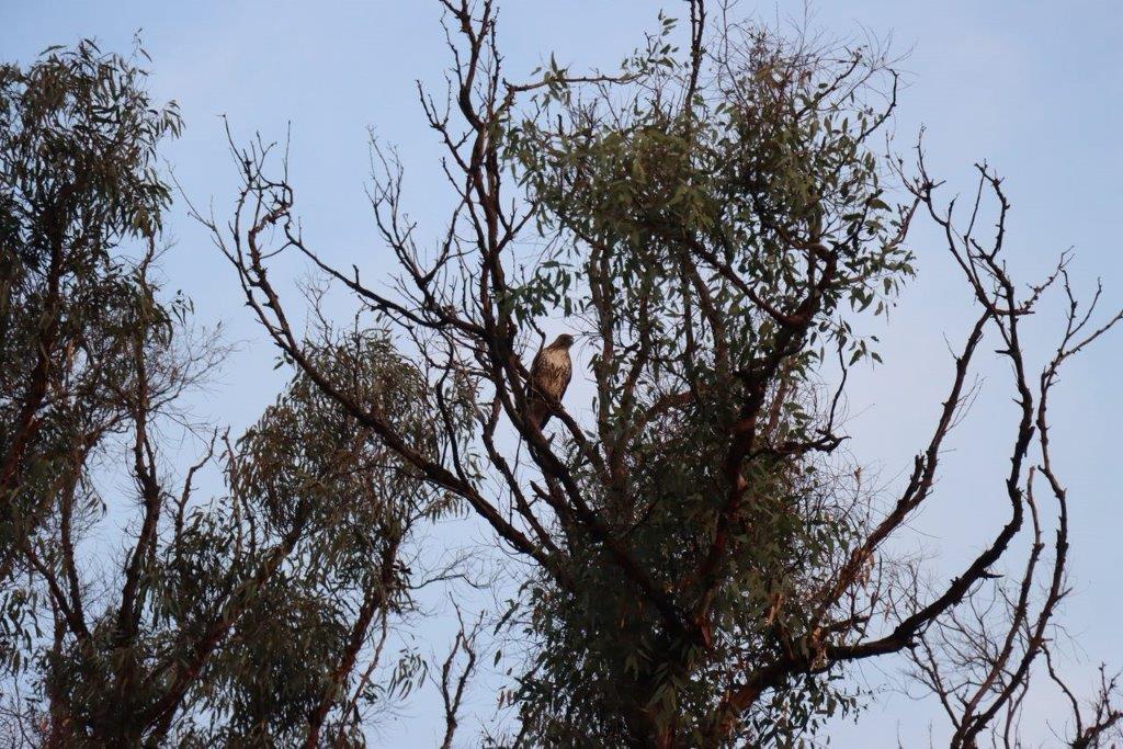 A bird sitting in a tree

Description automatically generated