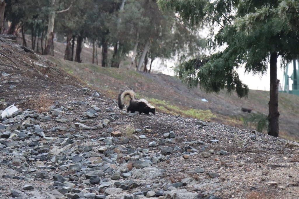 Skunk on a rocky hill

Description automatically generated