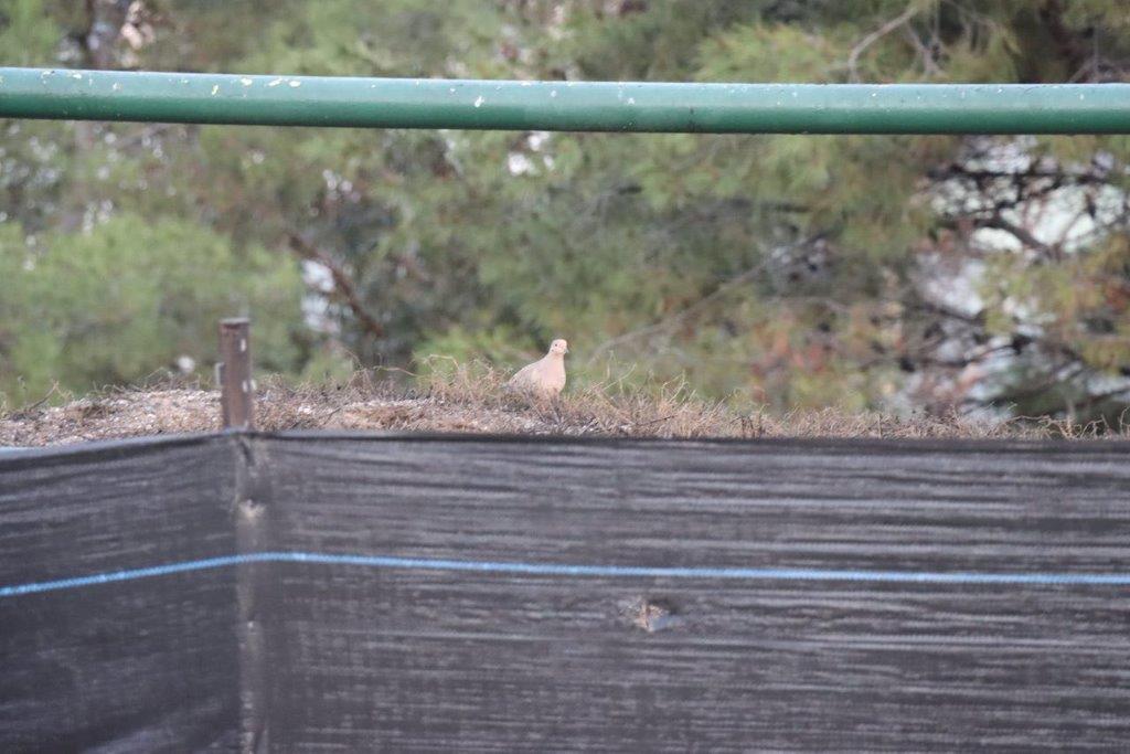 A bird standing on a fence

Description automatically generated