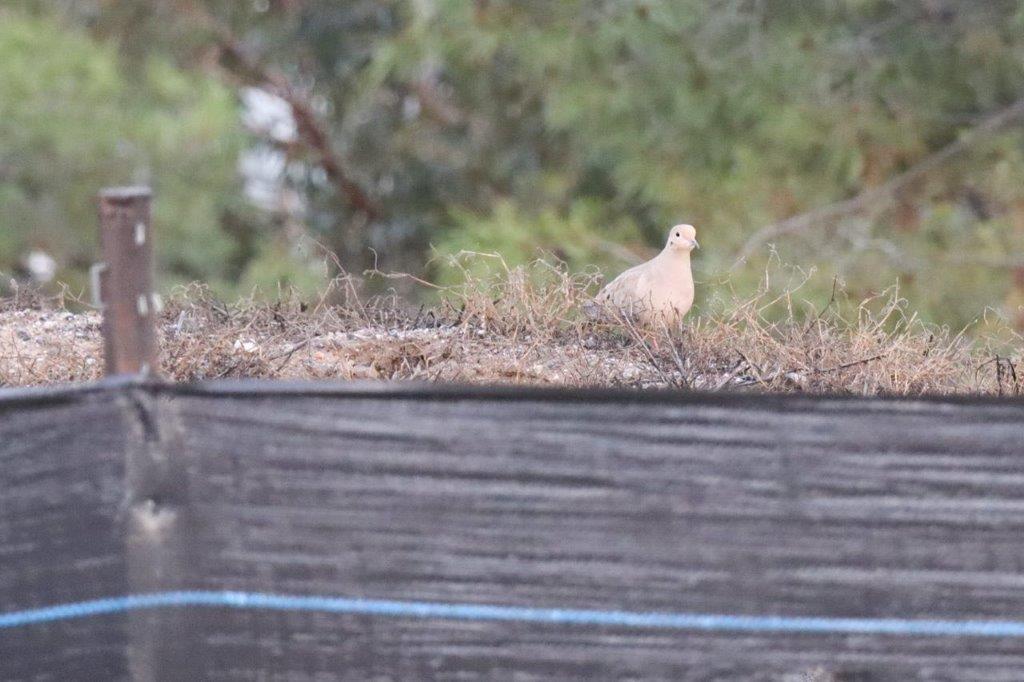 A bird standing on a fence

Description automatically generated