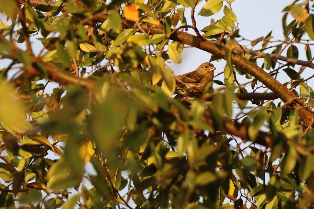 A bird sitting on a tree branch

Description automatically generated