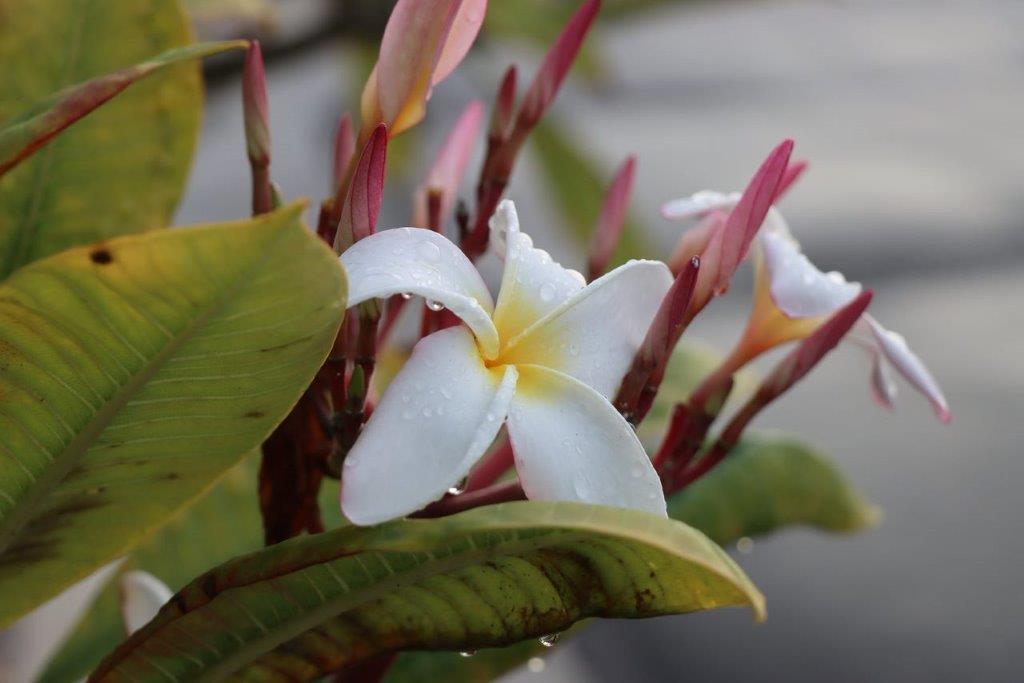 A close-up of a white flower

Description automatically generated