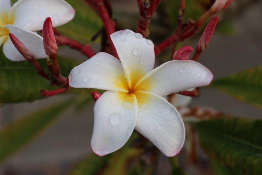 A white flower with yellow center

Description automatically generated