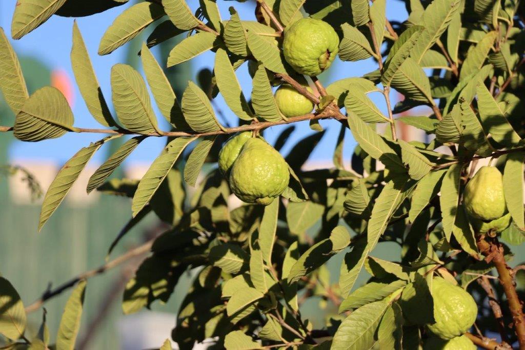 A close-up of a tree with fruits

Description automatically generated