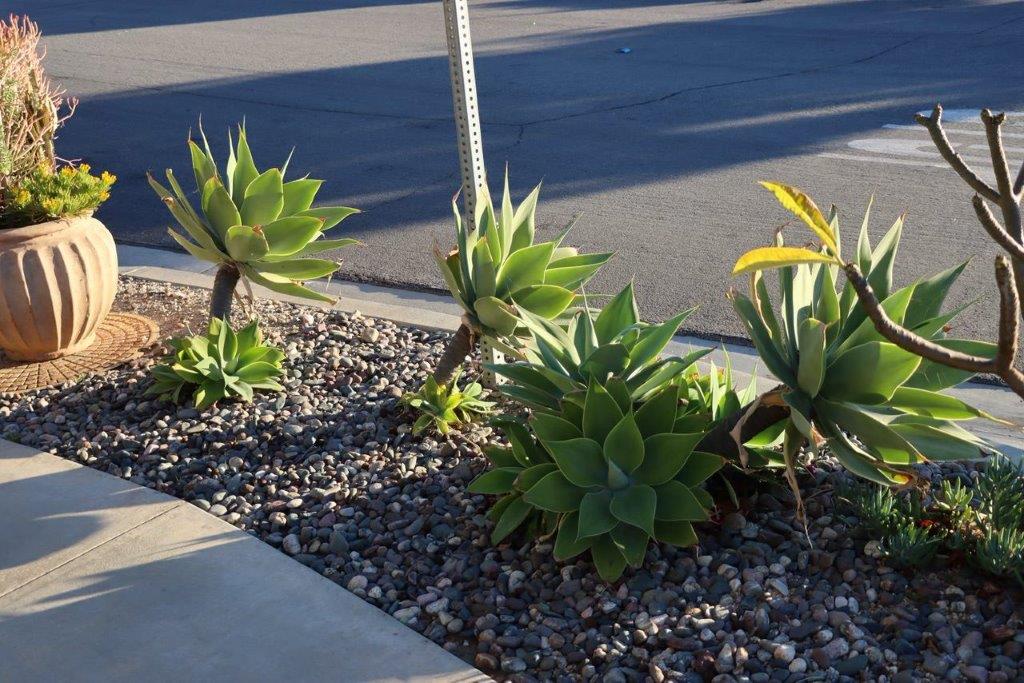 A group of green plants growing in gravel

Description automatically generated