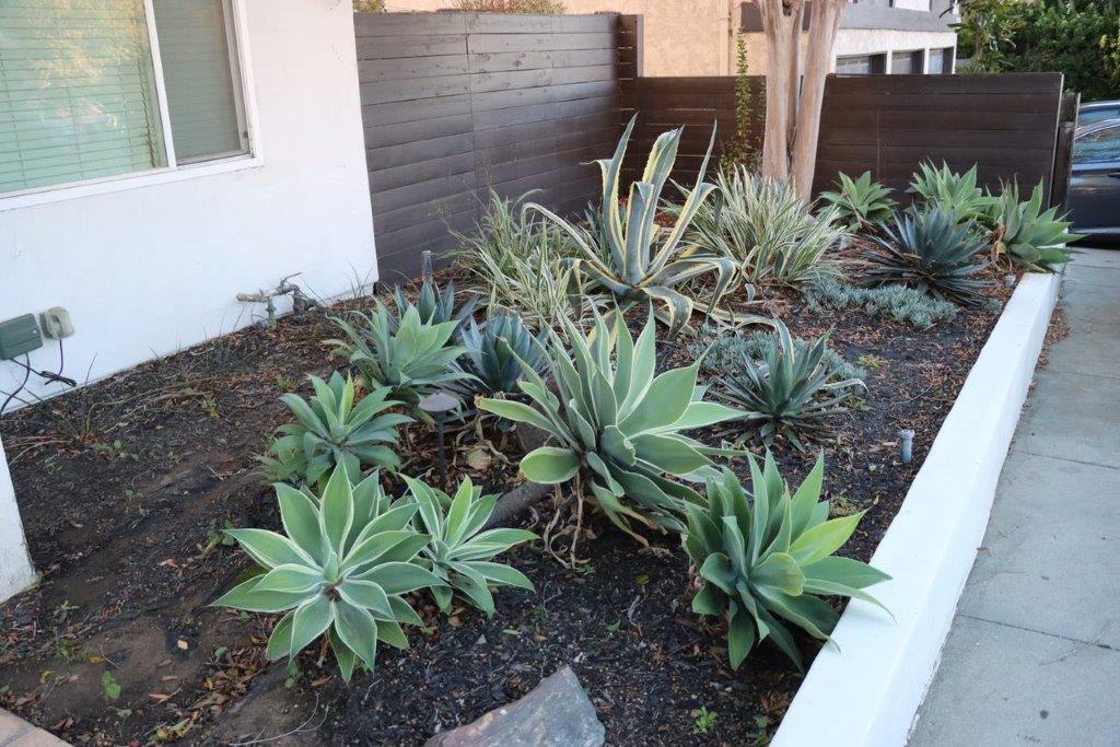 A garden with plants in the dirt

Description automatically generated with medium confidence
