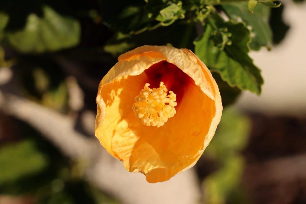 A yellow flower with green leaves

Description automatically generated