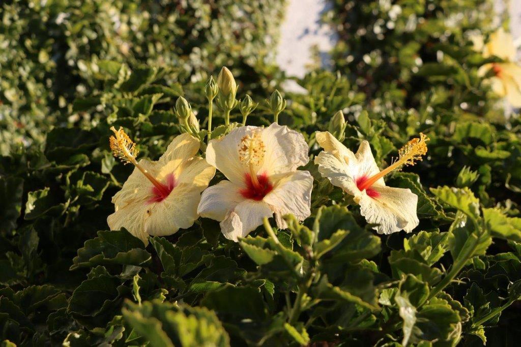 A group of white flowers with red center

Description automatically generated
