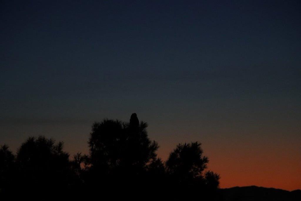 A silhouette of trees at night

Description automatically generated