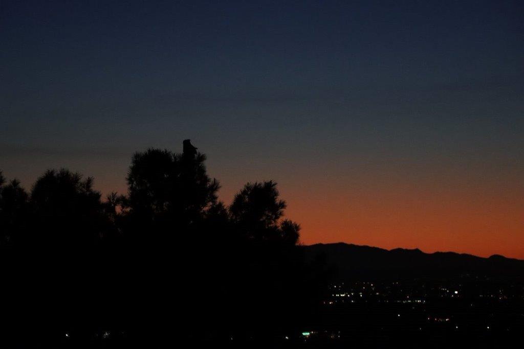 A silhouette of trees at night

Description automatically generated