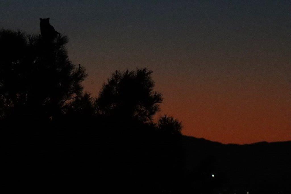 A silhouette of trees at night

Description automatically generated