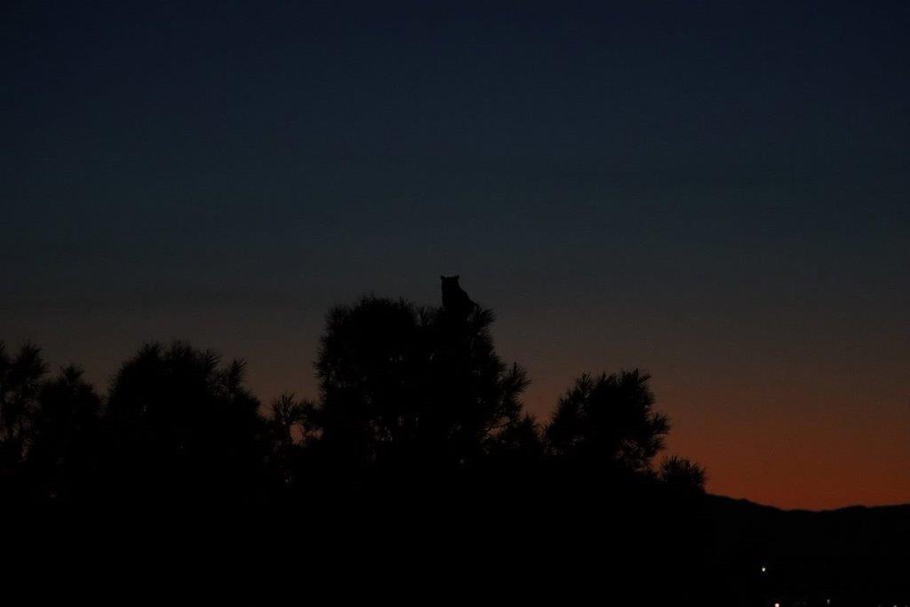 A silhouette of trees at night

Description automatically generated