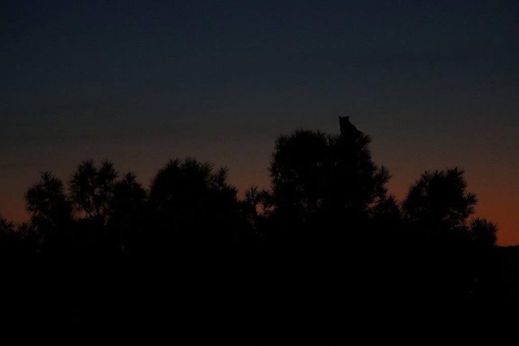 A silhouette of trees at night

Description automatically generated