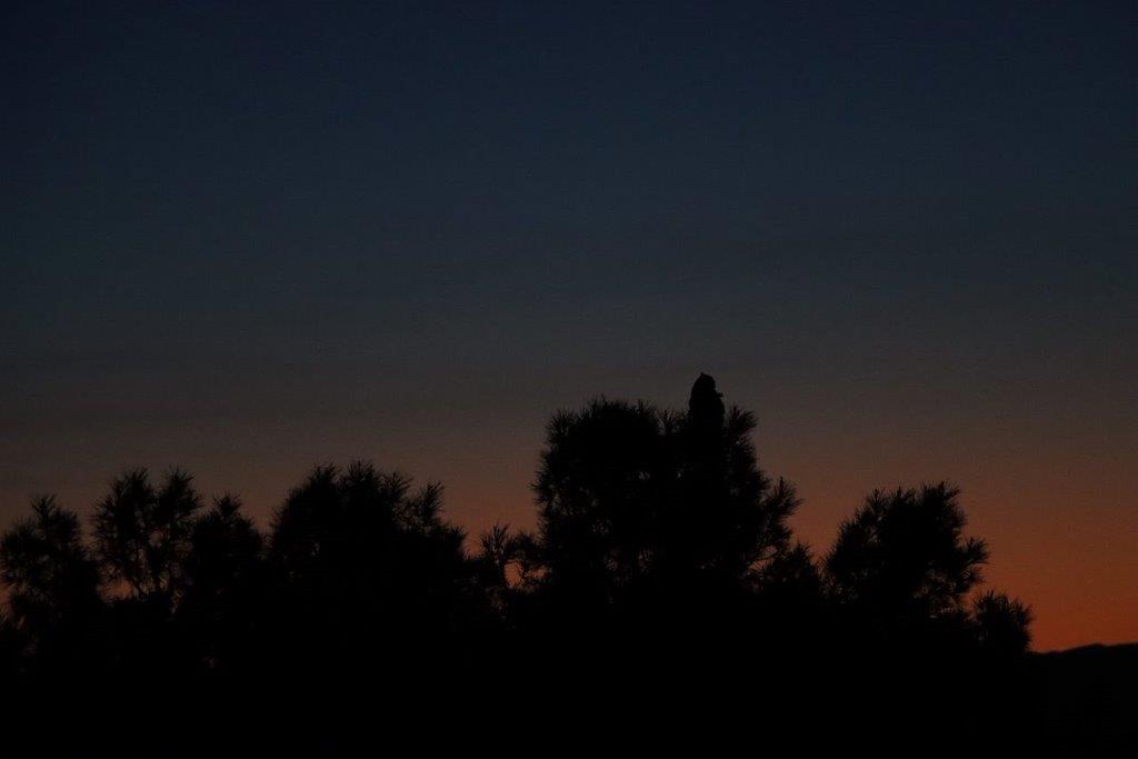 A silhouette of trees at night

Description automatically generated
