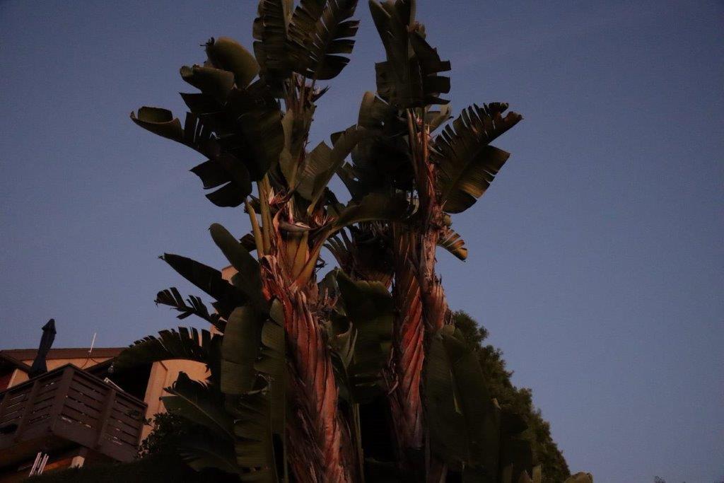 A palm tree with many leaves

Description automatically generated