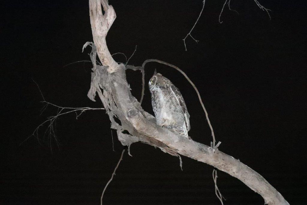A owl perched on a branch

Description automatically generated