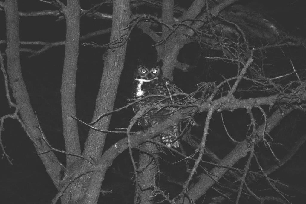 A owl in a tree at night

Description automatically generated