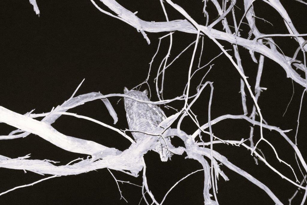 A close-up of a tree

Description automatically generated