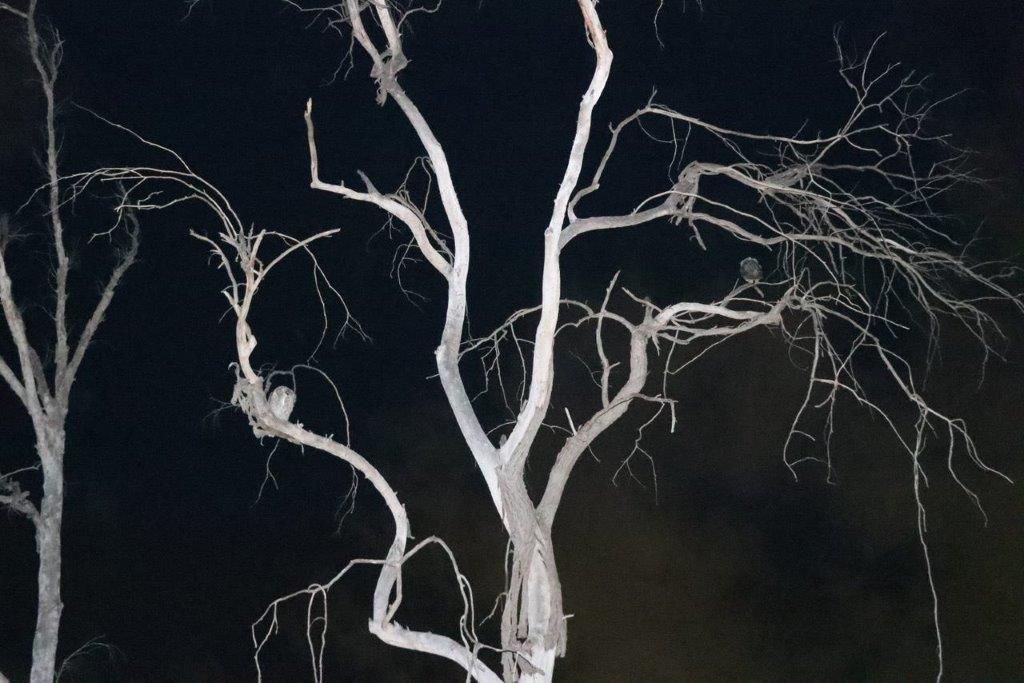 A tree with no leaves

Description automatically generated