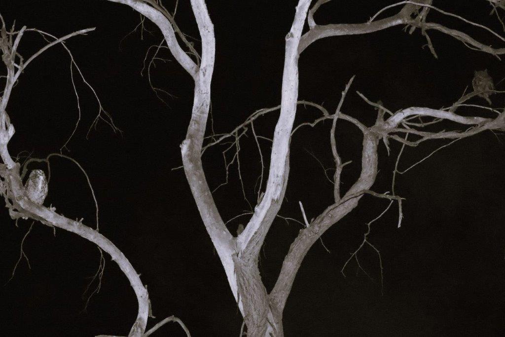 A tree with no leaves

Description automatically generated