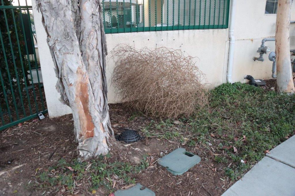 A tree next to a wall

Description automatically generated