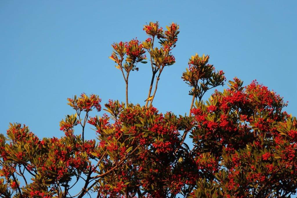 A tree with red flowers

Description automatically generated