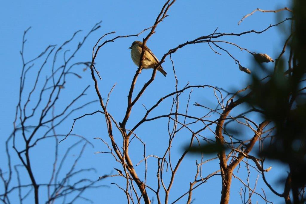 A bird perched on a tree branch

Description automatically generated