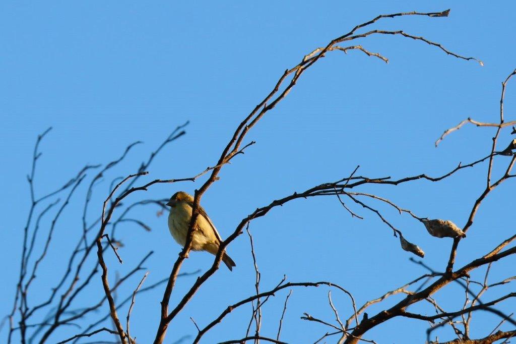 A bird perched on a tree branch

Description automatically generated