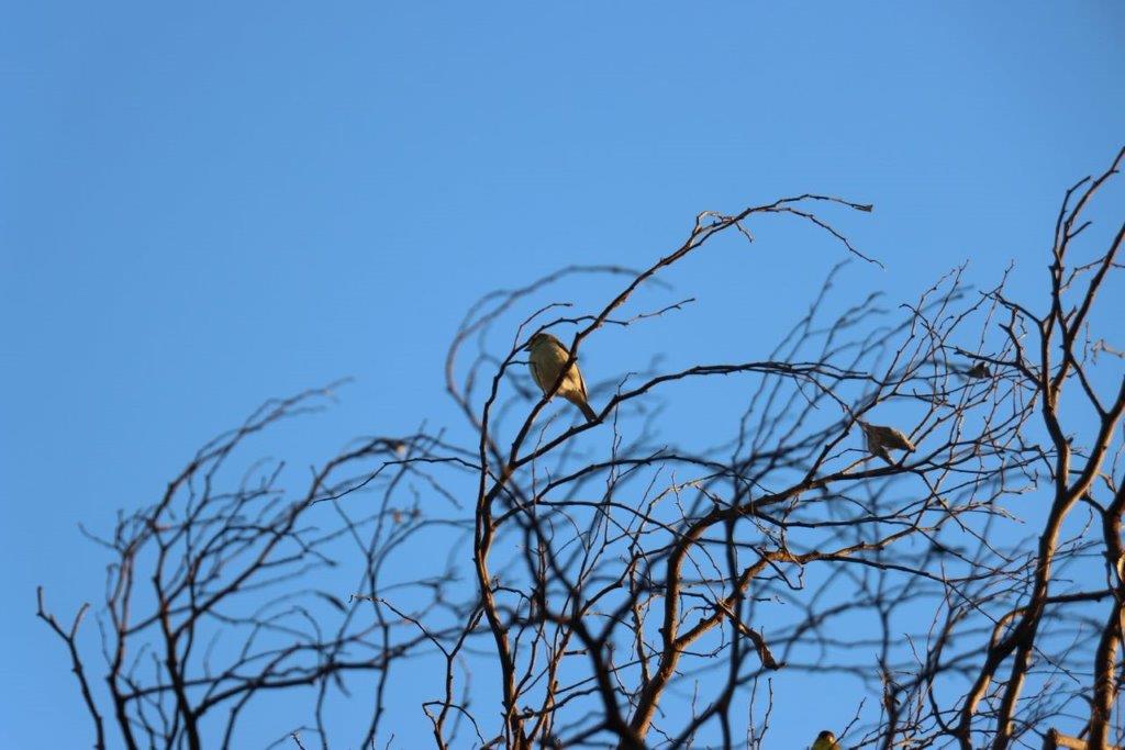 A bird sitting on a tree branch

Description automatically generated