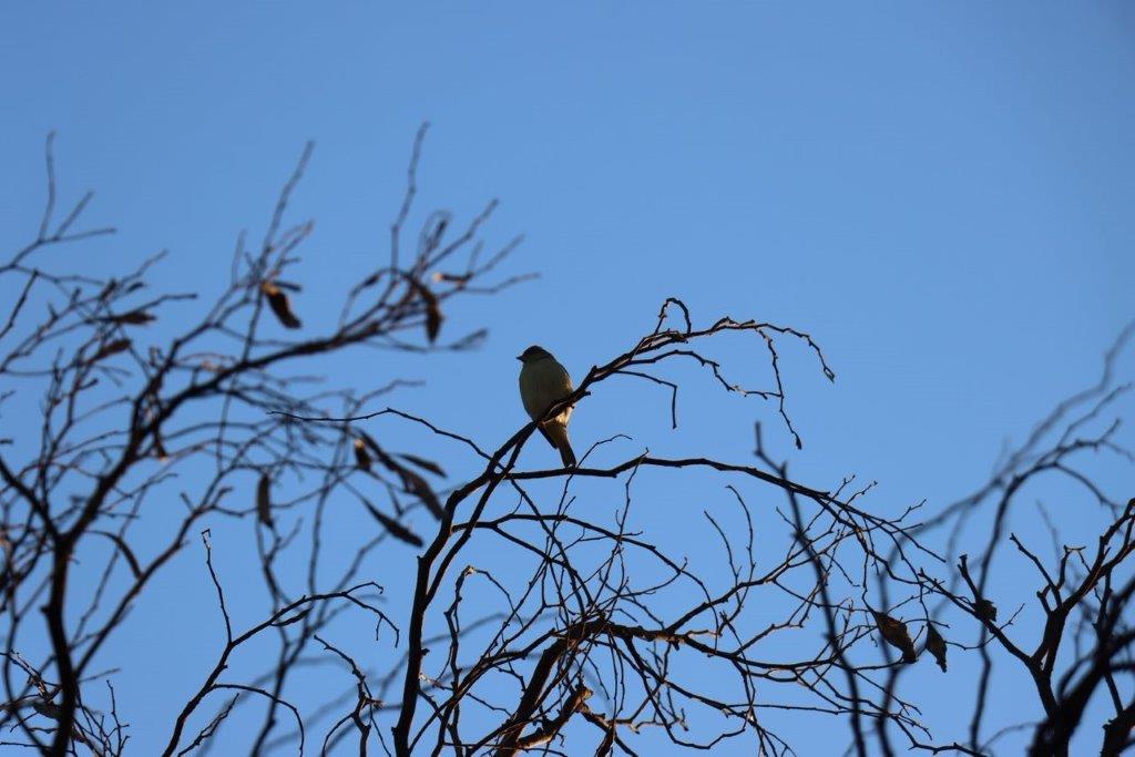 A bird perched on a tree branch

Description automatically generated