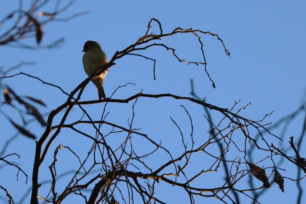 A bird sitting on a tree branch

Description automatically generated