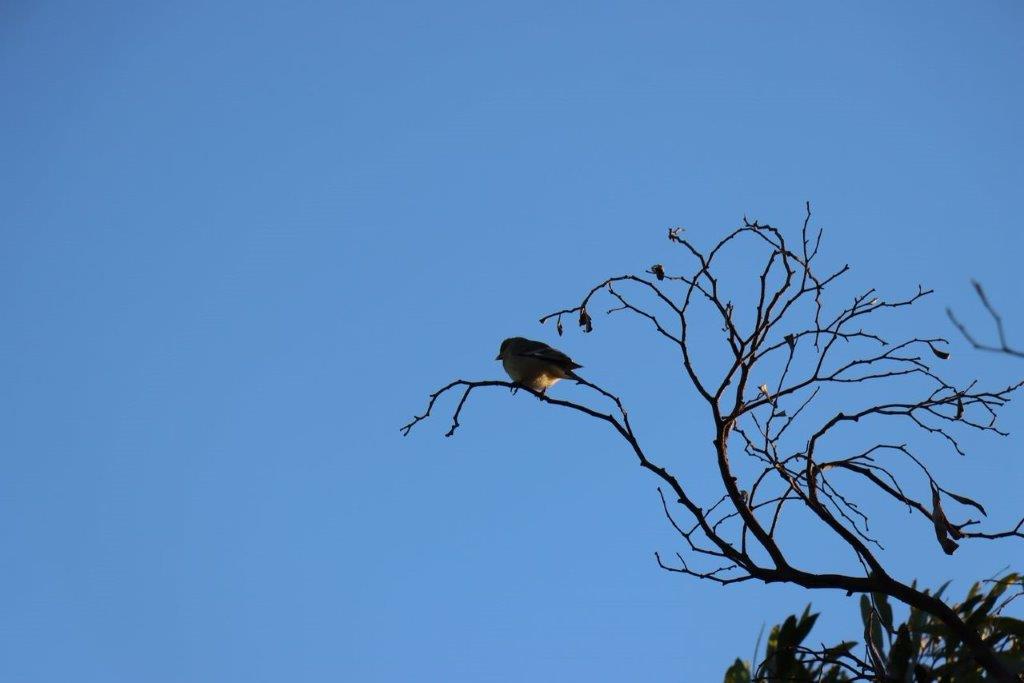 A bird perched on a branch

Description automatically generated