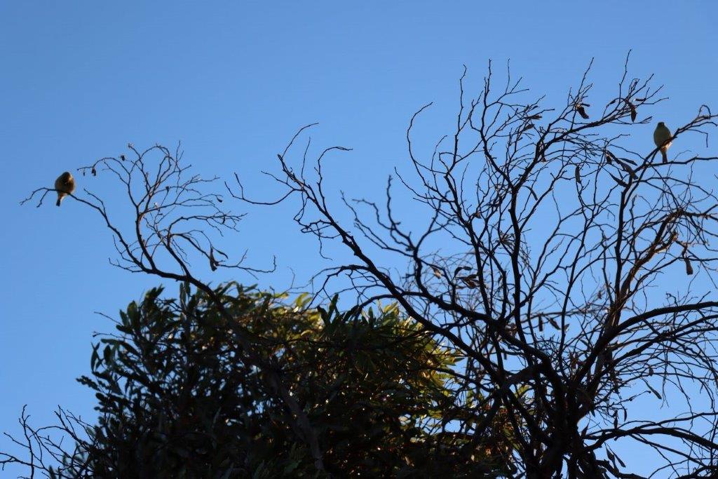 A tree branches against a blue sky

Description automatically generated