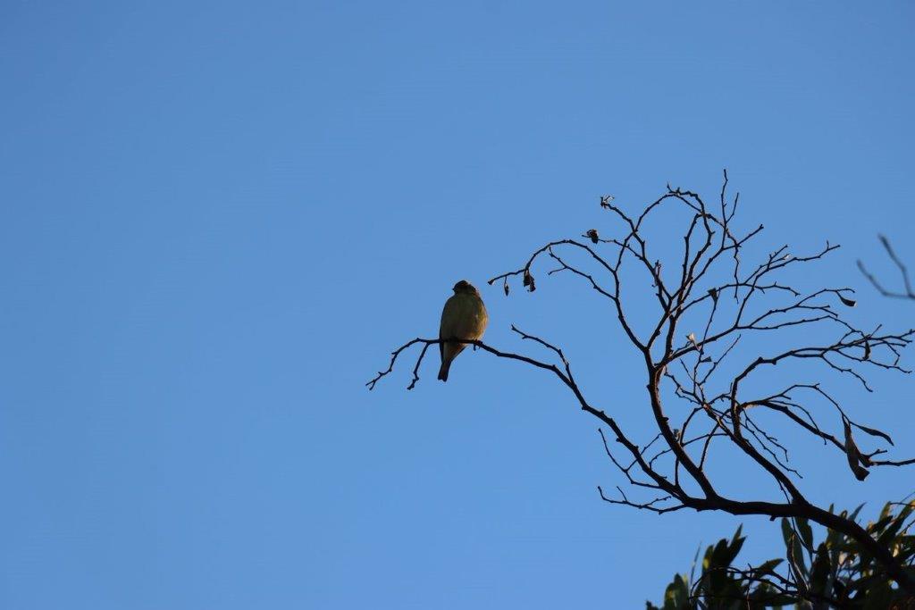 A bird sitting on a branch

Description automatically generated