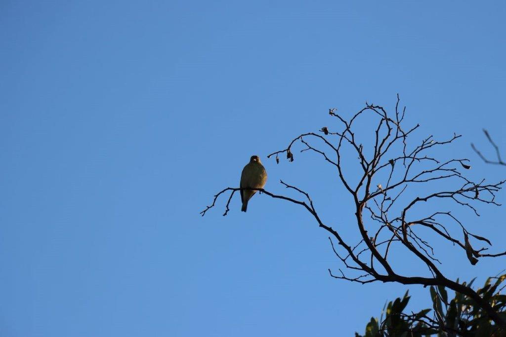 A bird sitting on a branch

Description automatically generated