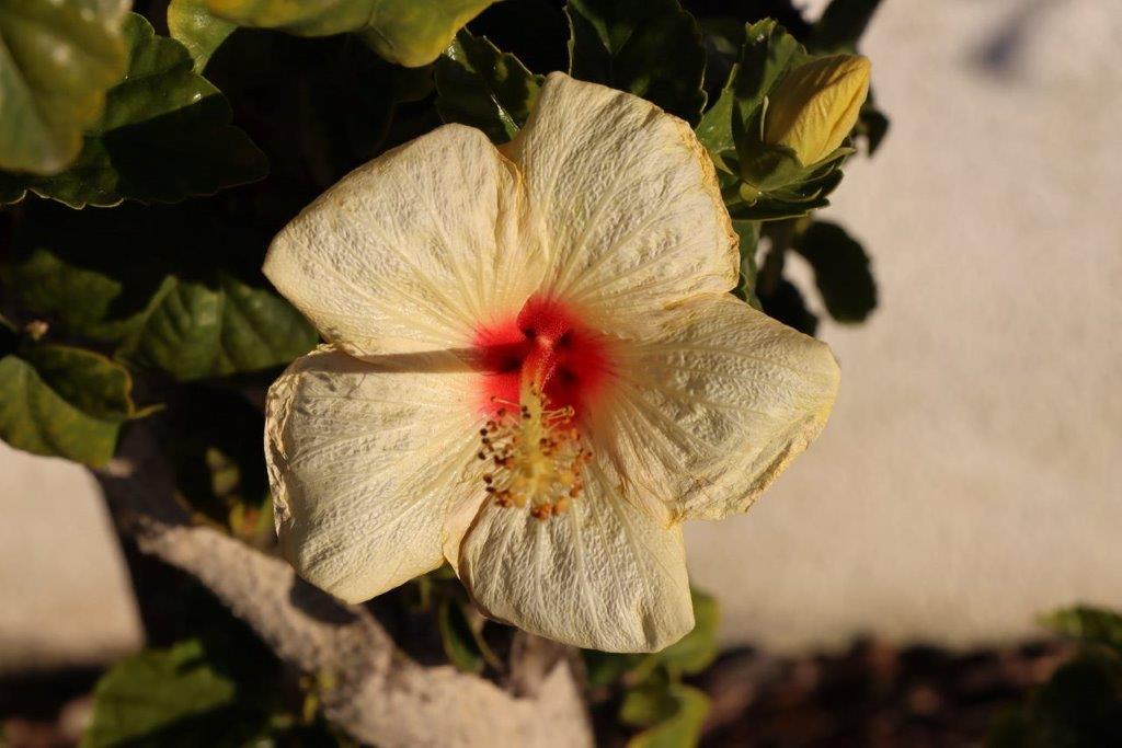 A close-up of a flower

Description automatically generated