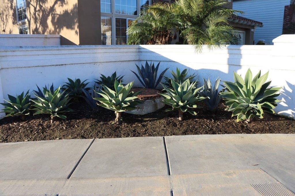 A row of plants in front of a white wall

Description automatically generated