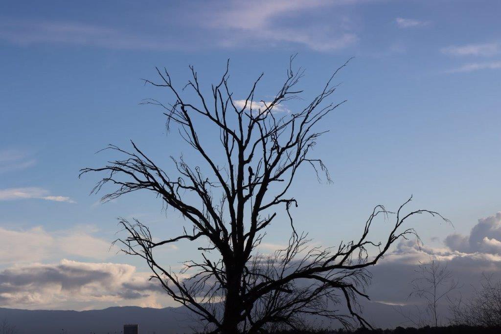 A tree with no leaves

Description automatically generated