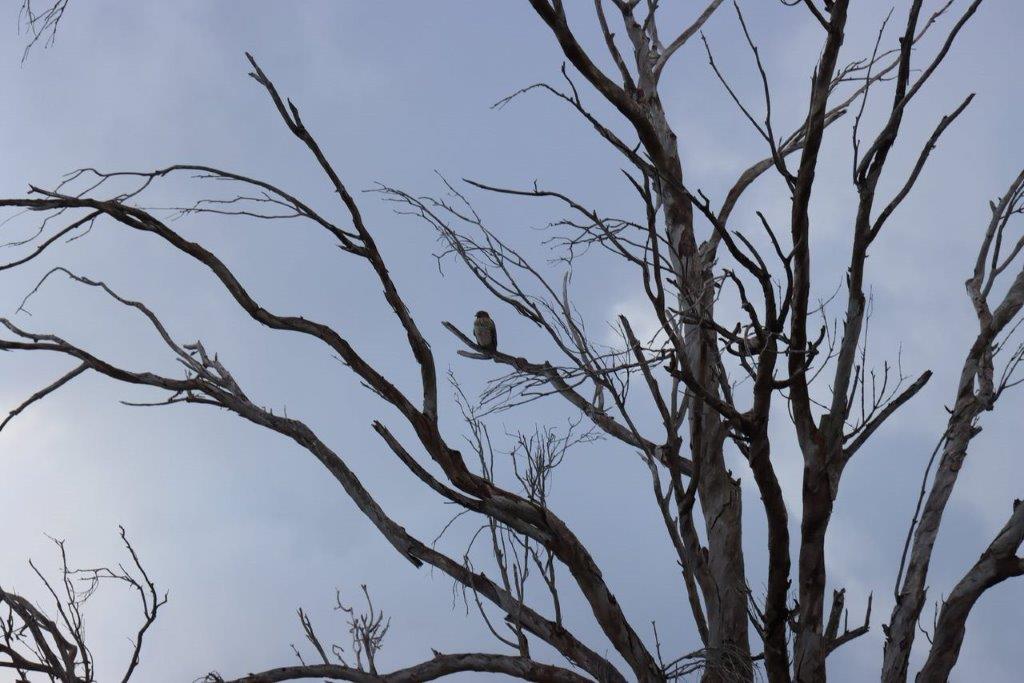 A bird sitting on a tree branch

Description automatically generated