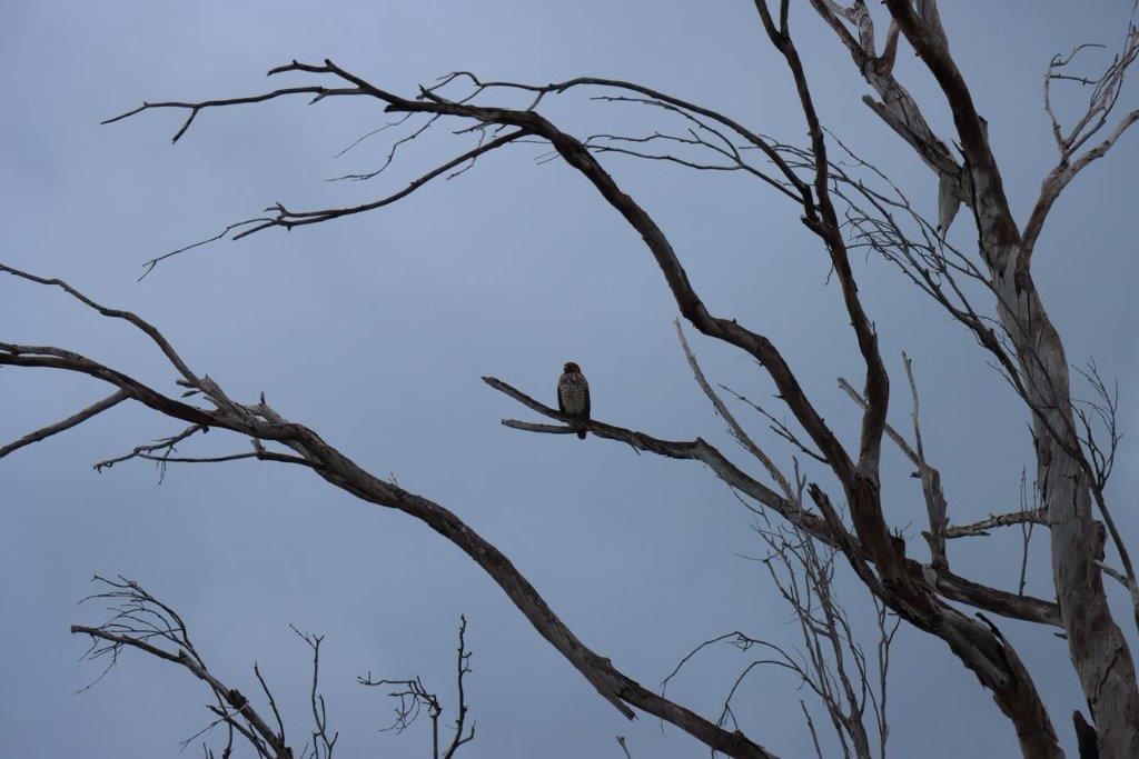 A bird on a branch

Description automatically generated