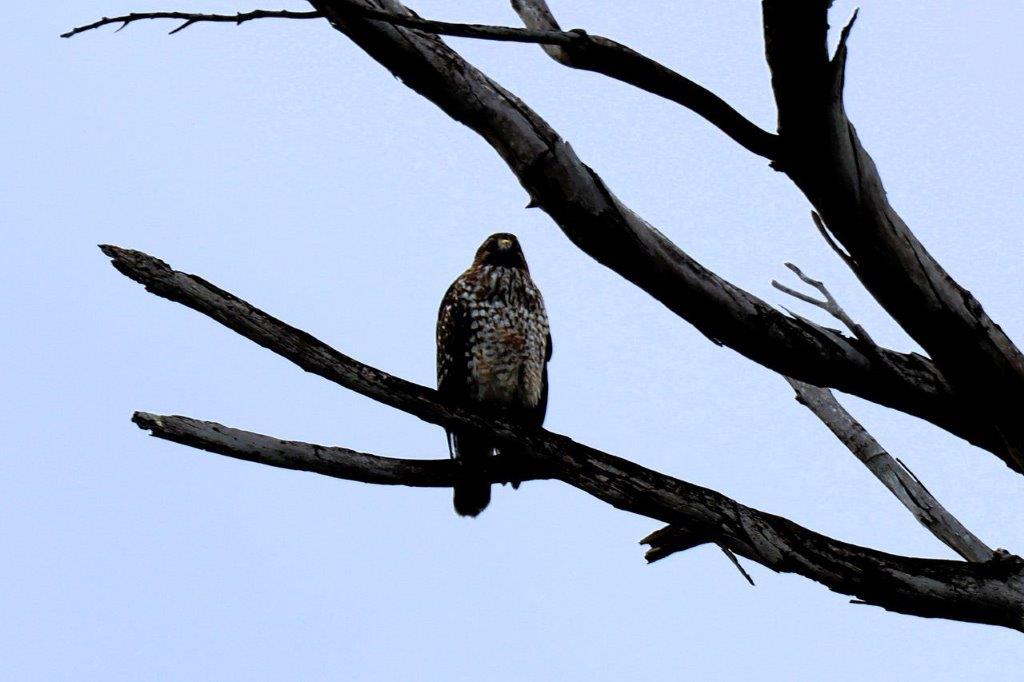 A bird perched on a branch

Description automatically generated