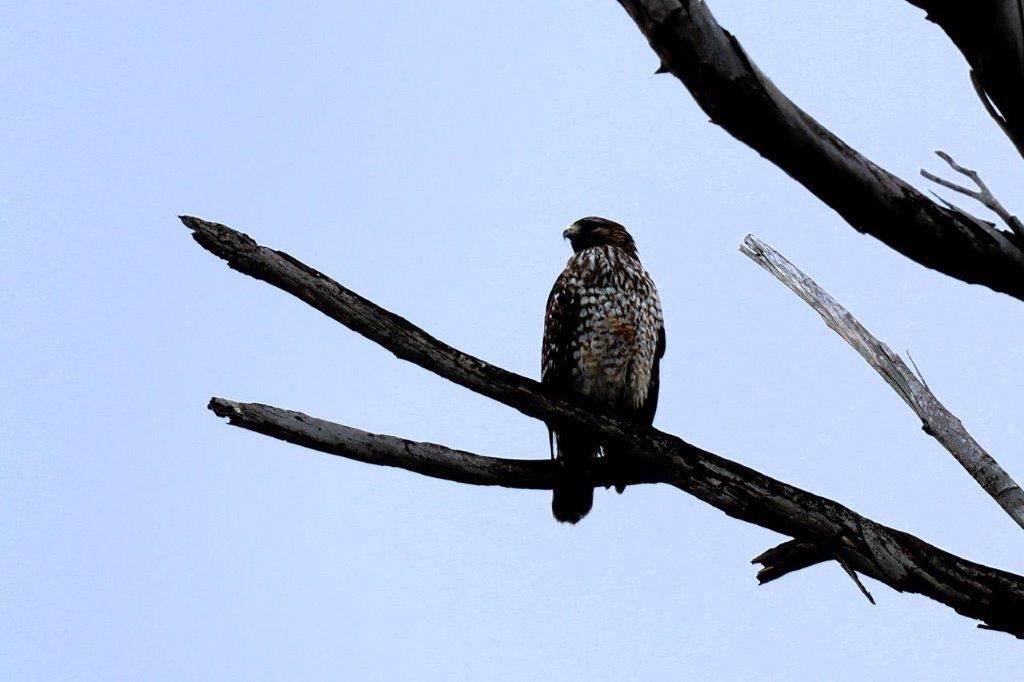 A bird perched on a branch

Description automatically generated