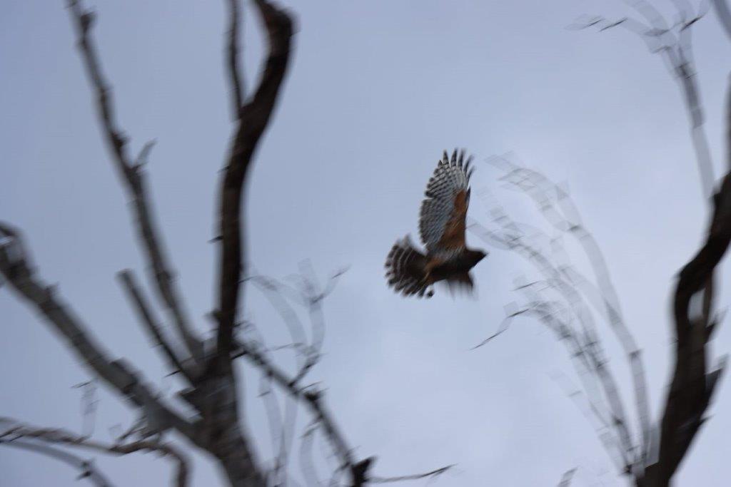 A bird flying in the sky

Description automatically generated