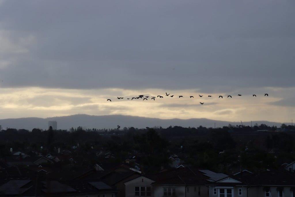 Birds flying in the sky

Description automatically generated