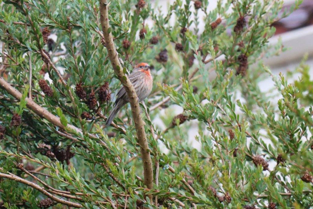 A bird sitting on a branch

Description automatically generated